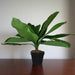 Broad Leaf Plant 43cm Artificial Plant by Criterion -Home Living Store - -  