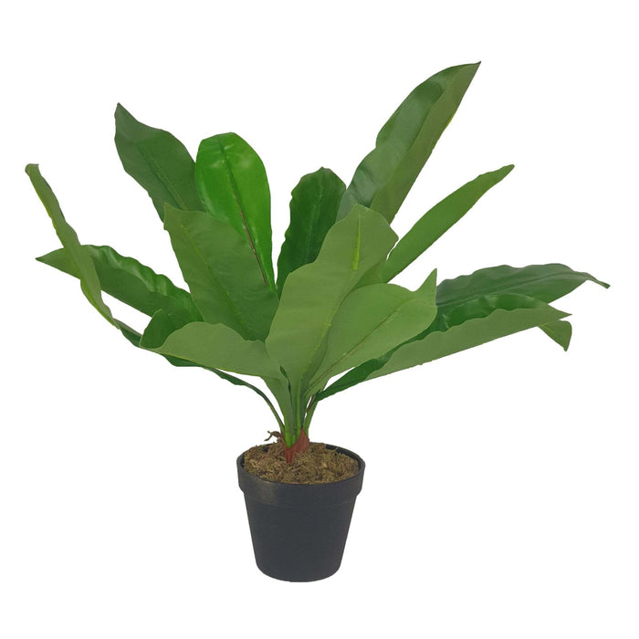 Broad Leaf Plant 43cm Artificial Plant by Criterion -Home Living Store - -  