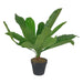Broad Leaf Plant 43cm Artificial Plant by Criterion -Home Living Store - -  