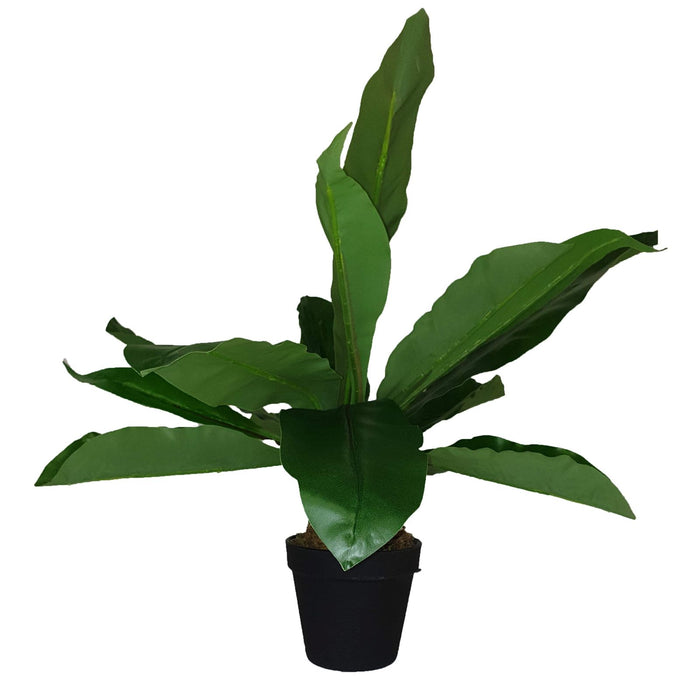 Broad Leaf Plant 43cm Artificial Plant by Criterion -Home Living Store - -  