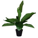 Broad Leaf Plant 43cm Artificial Plant by Criterion -Home Living Store - -  