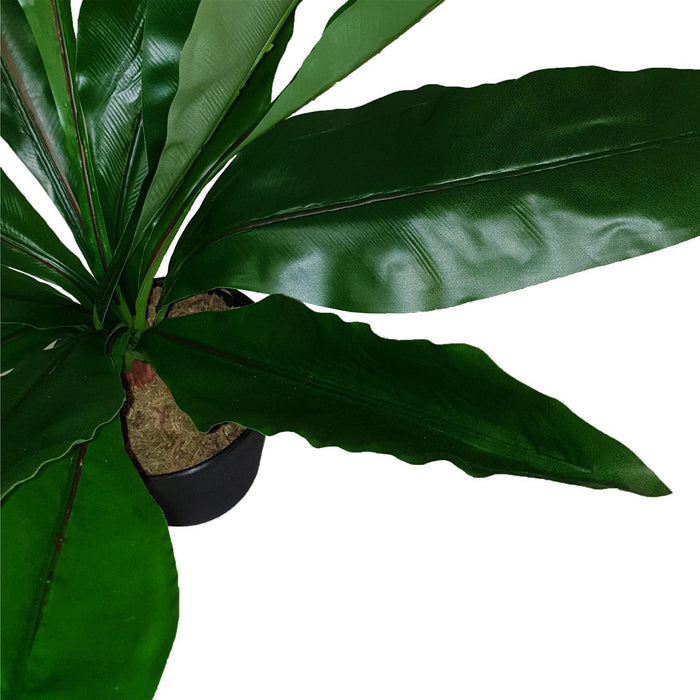 Broad Leaf Plant 43cm Artificial Plant by Criterion -Home Living Store - -  