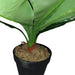 Broad Leaf Plant 43cm Artificial Plant by Criterion -Home Living Store - -  