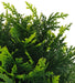 Green Shrub 25cm Life-like Artificial Plant by Criterion -Home Living Store - -  