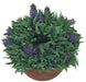 Green With Purple Flowers 20cm Artificial Plant by Criterion -Home Living Store - -  