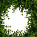 Green Wreath 40cm Artifical Plant by Criterion -Home Living Store - -  
