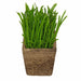 Lush Green 16cm Artificial Pot Plant by Criterion -Home Living Store - -  