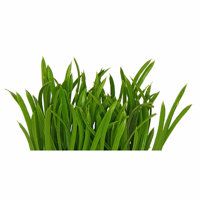 Lush Green 16cm Artificial Pot Plant by Criterion -Home Living Store - -  