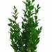 Olive Tree 140cm Artificial Plant by Criterion -Home Living Store - -  