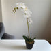 Orchid With White Flowers 60cm Artificial Plant by Criterion -Home Living Store - -  