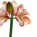 Peach Flower 40cmArtificial Plant by Criterion -Home Living Store - -  