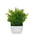 Tidy Green Shrub 20cm Artificial Plant by Criterion -Home Living Store - -  