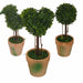 Topiary Pack -Home Living Store - -  