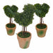 Topiary Pack -Home Living Store - -  