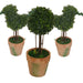 Topiary Pack -Home Living Store - -  