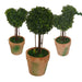Topiary Pack -Home Living Store - -  