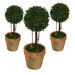 Topiary Pack -Home Living Store - -  