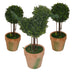Topiary Pack -Home Living Store - -  