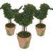 Topiary Pack -Home Living Store - -  