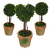 Topiary Pack -Home Living Store - -  