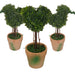 Topiary Pack -Home Living Store - -  