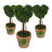 Topiary Pack -Home Living Store - -  