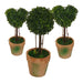 Topiary Pack -Home Living Store - -  