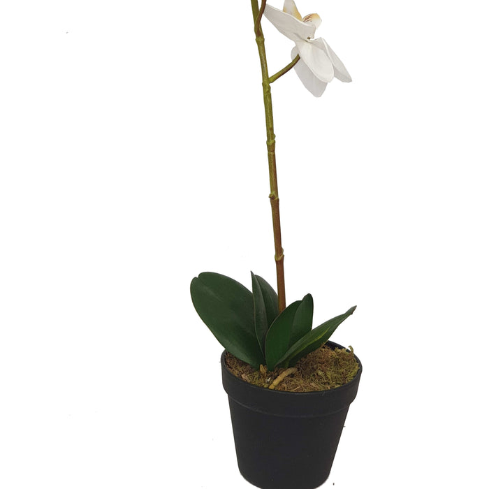 Orchid With White Flowers 60cm Artificial Plant by Criterion Home Living Store